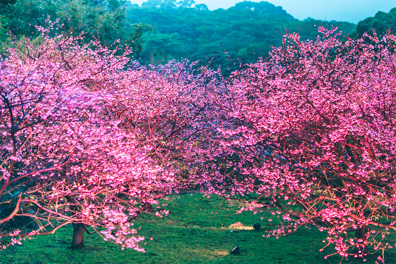 「新北蒔花好綻 浪漫櫻花季」於即日起至1月29日開跑。(圖／新北市政府，以下同）
