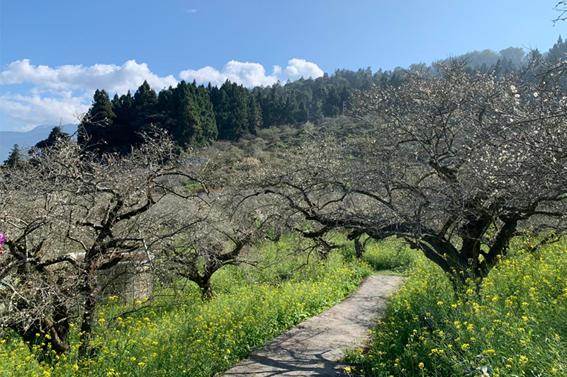 （圖／烏松崙石龜梅園，以下同）