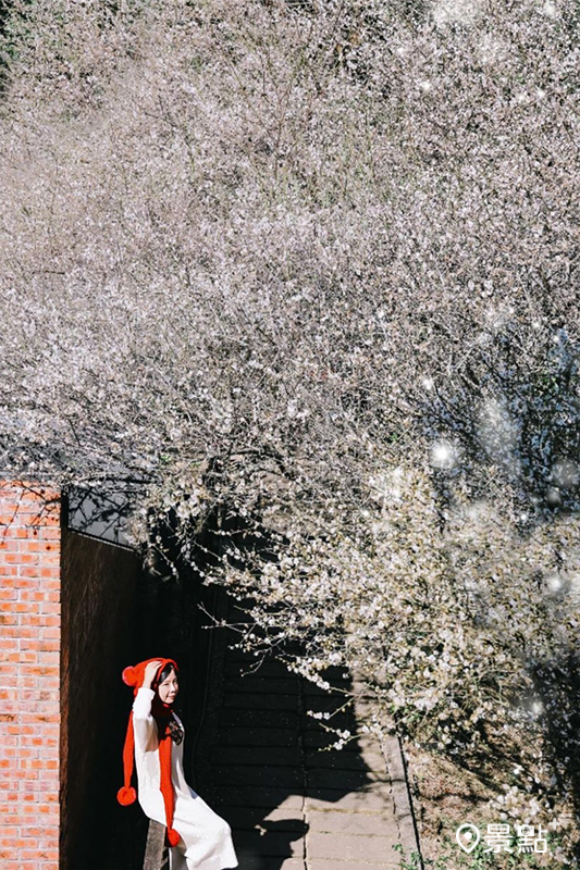 嘉義縣梅山公園近日梅花怒放，夢幻雪白花海美景超好拍。(圖／hsingfang20）