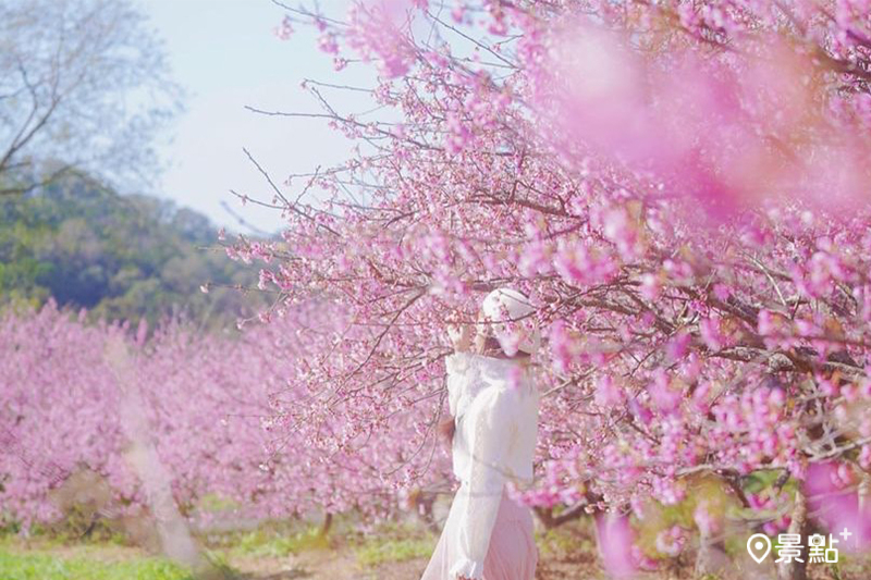 粉紅櫻花海秘境必朝聖！浪漫寒櫻林盛開免費拍