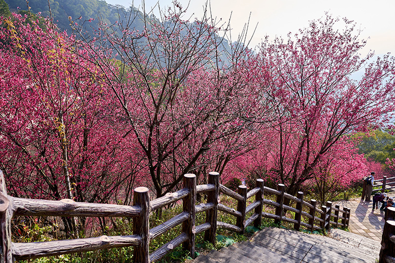 協雲宮超過3000棵山櫻綻放，每個角落都能拍到桃紅色美景。(圖／獅潭鄉公所，以下同)