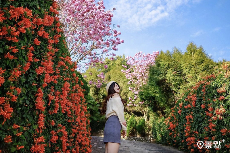 霧峰炮仗花海可以拍到粉紅風鈴木同框美景。(圖／dalin209，以下同)