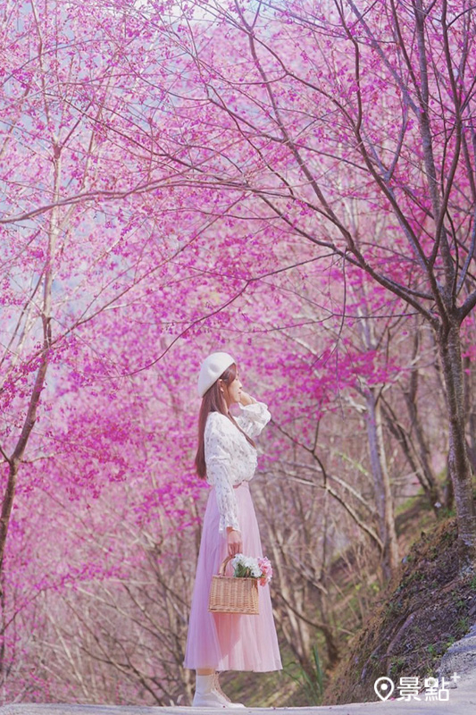 漫步步道上拍到滿版粉紅櫻花海相當夢幻。(圖／tsotso_1206，以下同)