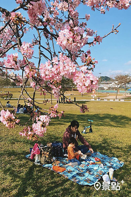 新店陽光運動公園的每年都會吸引許多人前往賞櫻野餐。(圖／pomelo_wang1810)