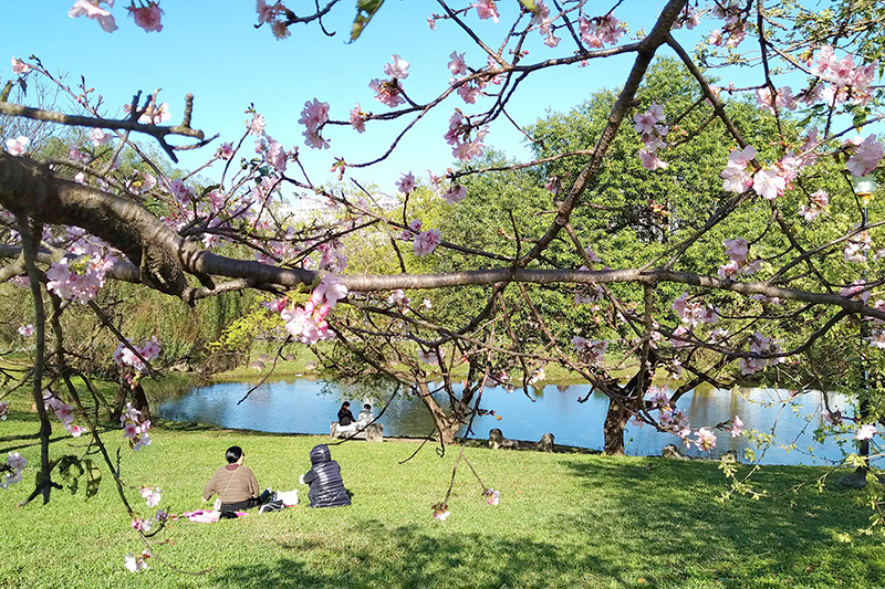 櫻花樹下欣賞湖面風光。