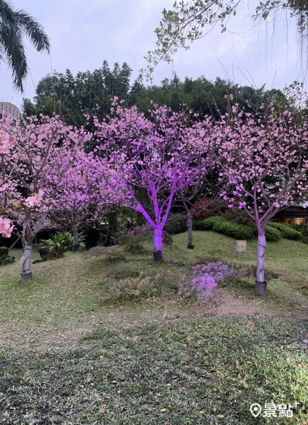 國父紀念館 翠湖展區有櫻花樹盛開。