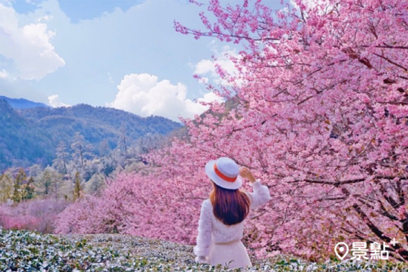 武陵農場櫻花季於2月7日起開跑，2萬顆櫻花相繼綻放，入夜後還能欣賞夜櫻浪漫點燈。 (圖／yuxin_ling)