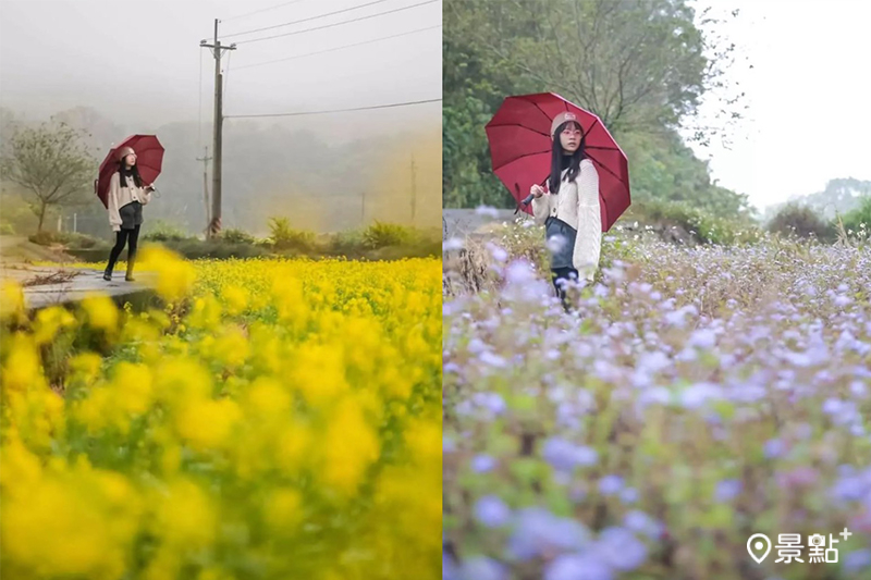 新竹橫山村油菜花、霍香薊花正滿開，超療癒的花海美景免費就能拍攝！(圖／aday0530，以下同）
