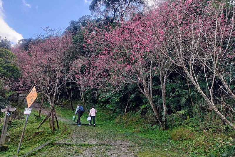 二格山步道是石碇區熱門的賞櫻步道，沿途目前已陸續盛開。(圖／新北市政府，以下同)