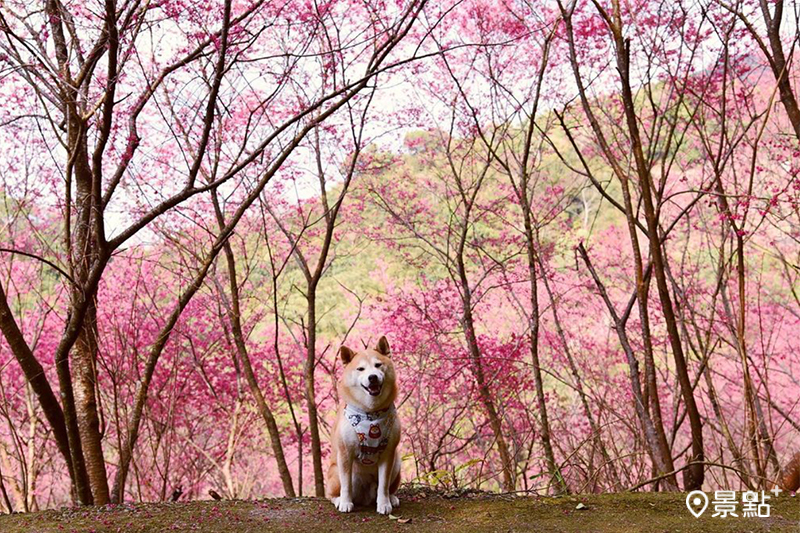 滿山櫻花海秘境必朝聖！美拍夢幻粉紅步道