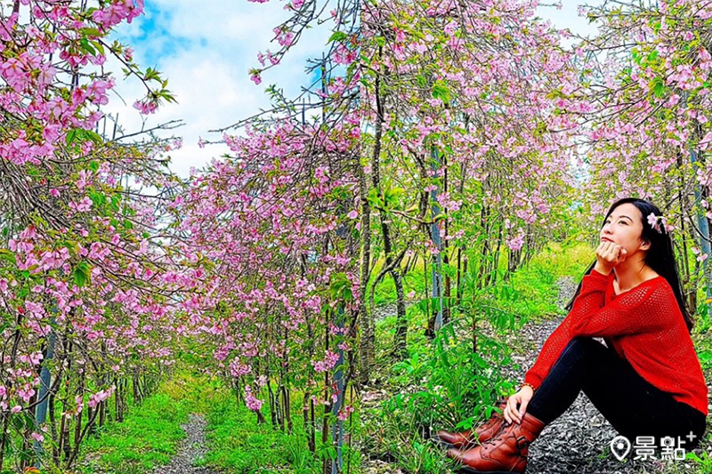 安農溪枝垂櫻秘境的櫻花正滿開，免費開放入園賞花。(圖／ yilanasin，以下同）