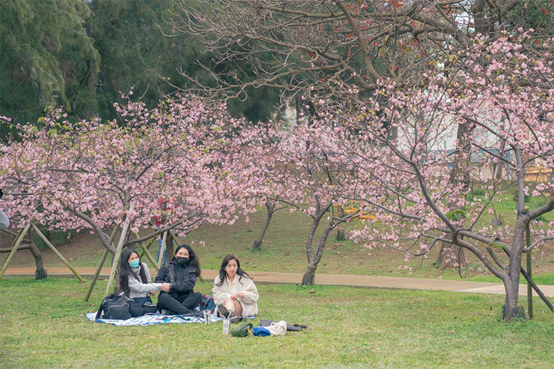 800株粉色櫻花海於新竹公園盛放，2月11日還有美食市集、街頭藝人表演可以欣賞。(圖／新竹市政府，以下同）