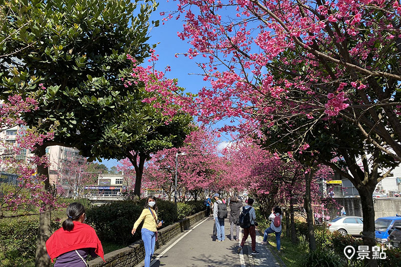 每年春季櫻花盛開時總是吸引大批民眾前來拍照。