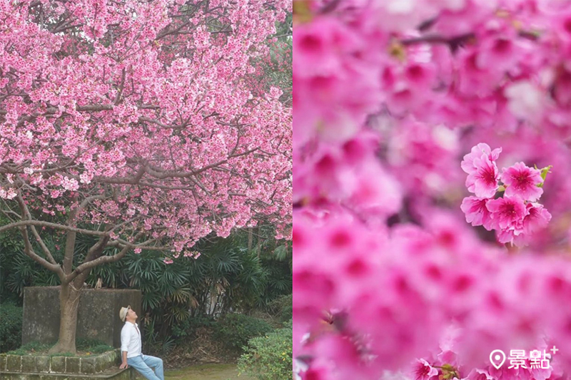 善光寺周邊的櫻花正值最佳觀賞期，搭配充滿日式風格的寺廟建築，隨手都能拍出浪漫美照。(圖／chih07090616，以下同）