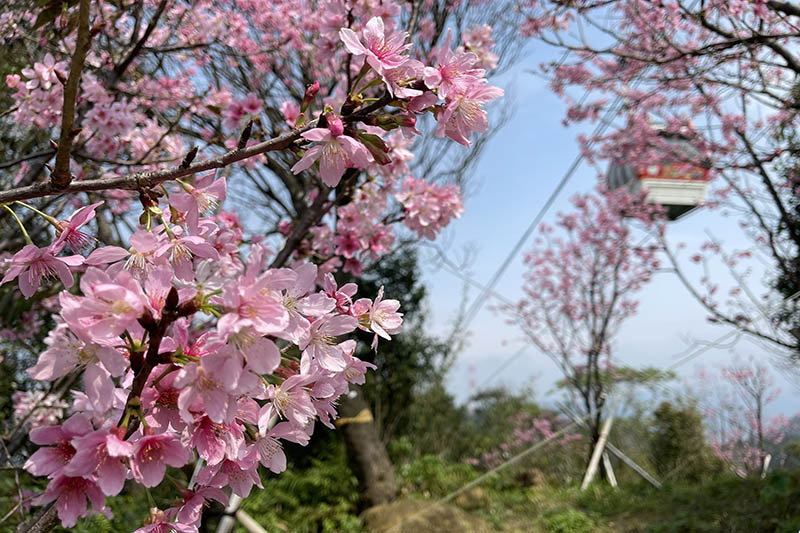 指南風景區櫻花林。