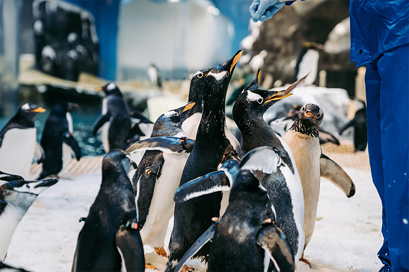 免飛南極全台唯一餵食企鵝體驗來了！近距離萌拍企鵝搶報名