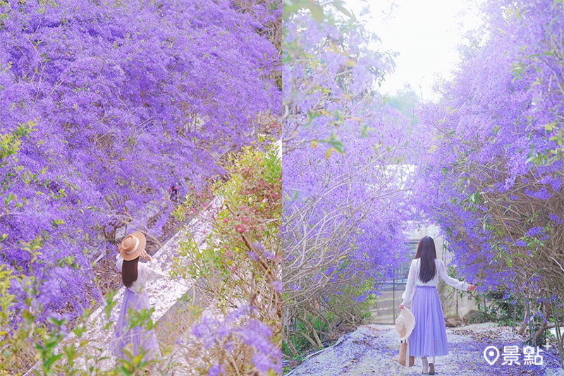 南平山道田有機農場內的錫葉藤花海正滿開，園方的紫色花廊為必拍亮點！(圖／tsotso_1206，以下同）
