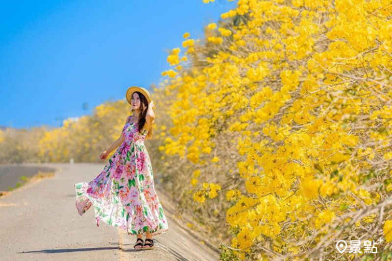 陳井寮堤防的黃花風鈴木正滿開，超療癒的花廊美景花迷必拍必訪！(圖／molly888666，以下同）