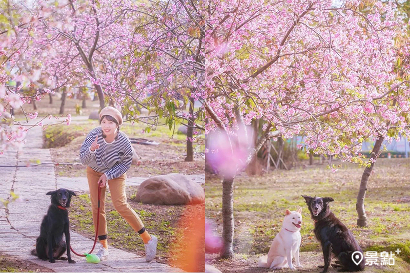 崴立櫻花公園內的櫻花盛開，搭配唯美的石階步道，隨手都能拍出充滿日式氛圍的美照。(圖／tpo5088，以下同）