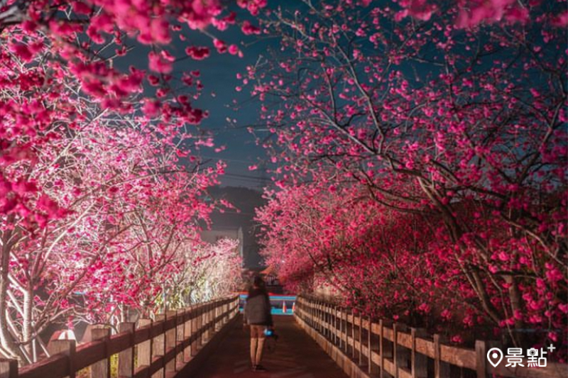 后里泰安派出所櫻花季於2月18日起開跑，上百株夜櫻花海搭配日式橋墩為花季必拍亮點。(圖／tw.luoyin）
