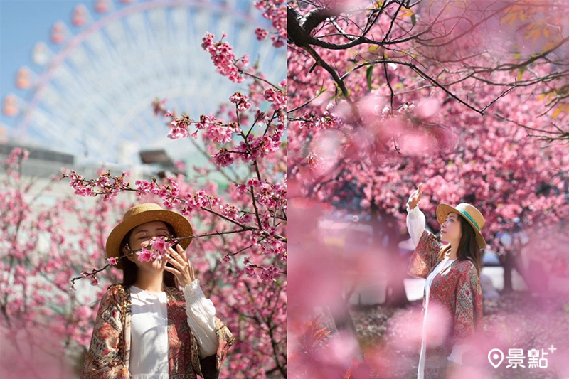 中427公園內的櫻花海浪漫盛開，還可以捕捉與摩天輪的同框美照！(圖／taiwan.4fun，以下同）