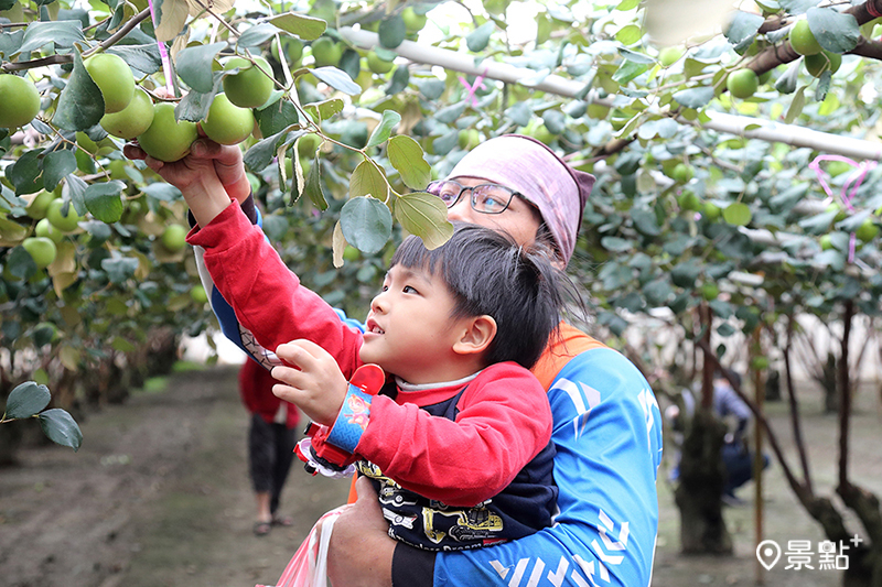 讓孩子親近大自然，動動手來採果。 (圖／高雄市新聞局，以下同）