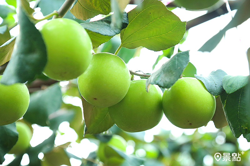 有「臺灣青蘋果」美譽的蜜棗一年一收，採收期從十二月底到翌年四月。