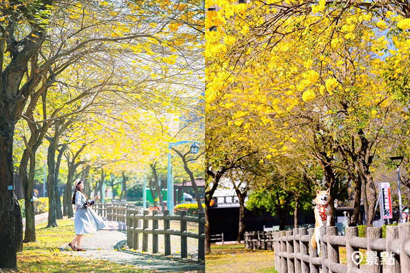 台中最美黃金風鈴木賞花點就在廍子公園。（圖／517_hsuan、momo201438）