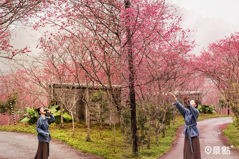 3000株粉色櫻花海浪漫盛開！免費賞櫻景點藏咖啡莊園