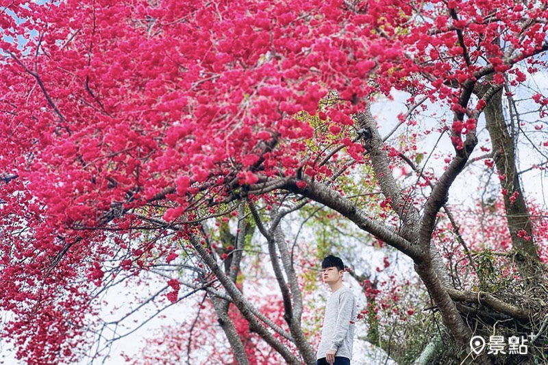 新社大南坡櫻花秘境花海盛開，開片山坡美拍滿版粉色花景。(圖／sunlightbai）