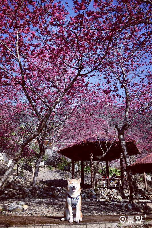 石佛公廟公園可以悠閒賞櫻美拍。(圖／momo201438)