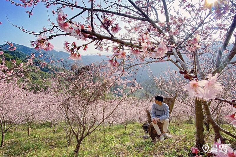 沐心泉農場櫻花山景。(圖／jian_dede，以下同)