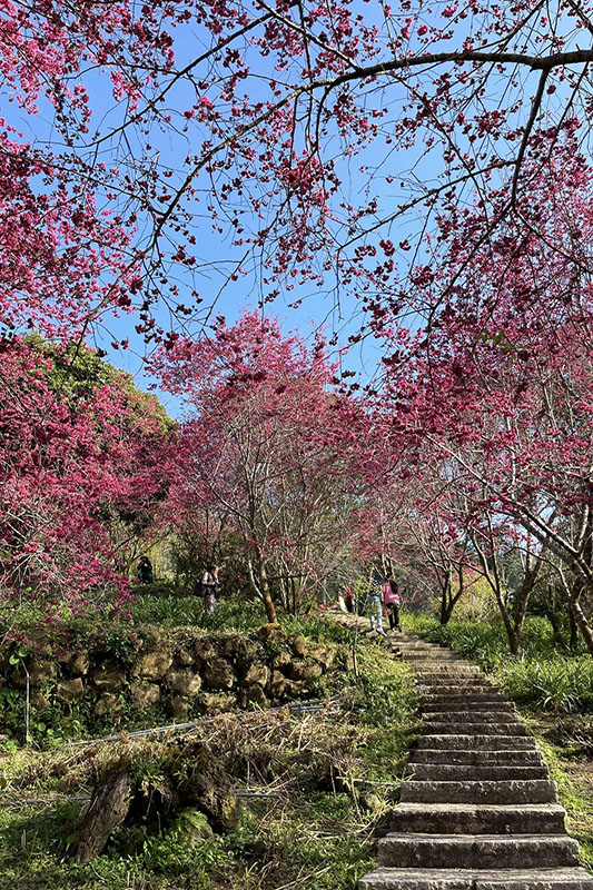 圖／沐心泉農場