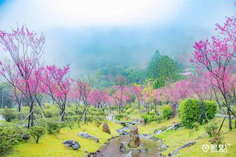 2023陽明山花季即日起盛大展開，800株櫻花、杜鵑花海浪漫盛開。(圖／臺北市政府工務局公園處，以下同）