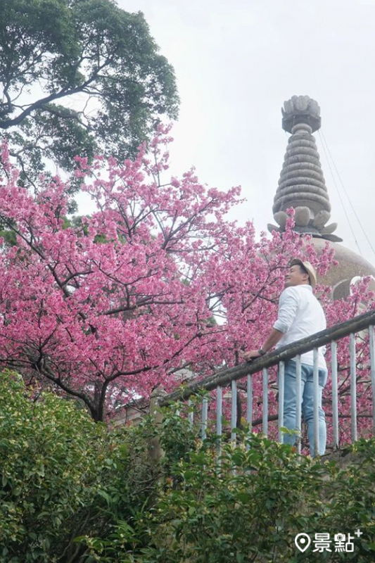 善光寺周邊的櫻花正值最佳觀賞期，搭配充滿日式風格的寺廟建築，隨手都能拍出浪漫美照。(圖／chih07090616，以下同）