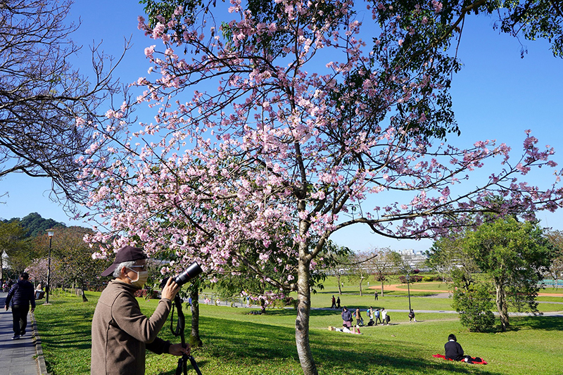 陽光運動公園櫻花盛開，很適合在草地野餐、河濱騎車賞櫻。(圖／新北市政府)