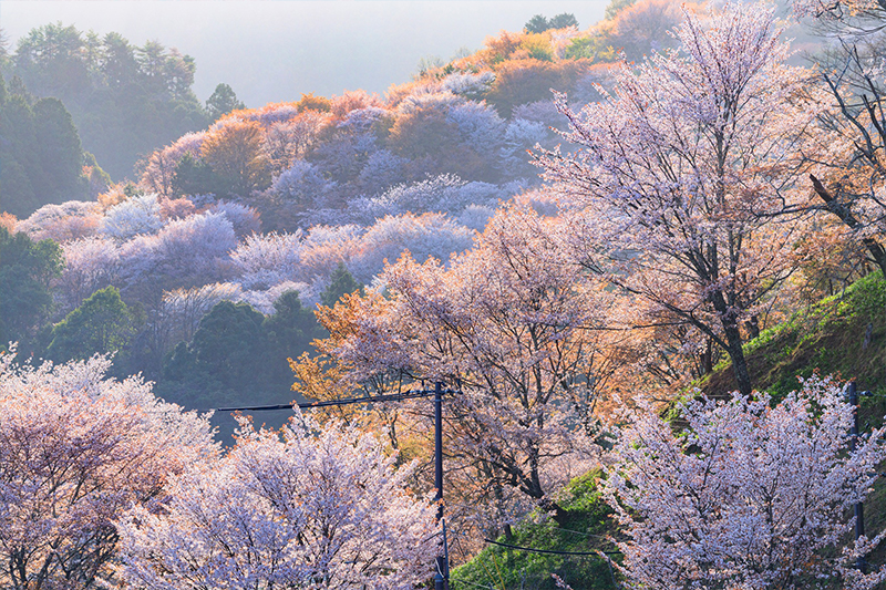 位於關西「吉野山」。