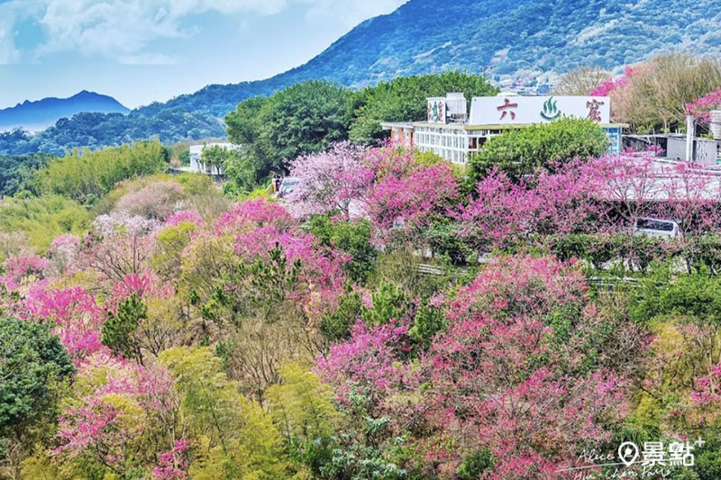 陽明山上有許多步道，其中六窟溫泉附近還有一大片櫻花林盛開。(圖／alice.kacha）