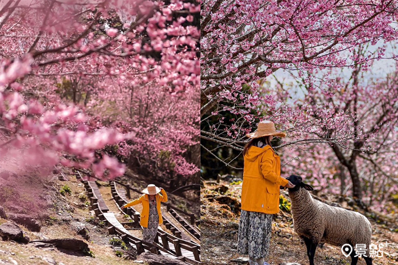 清境農場櫻花季開跑，雪白的綿羊穿梭在大片櫻花海中，超夢幻的場景隨手拍都好美！(圖／taiwan.4fun，以下同）