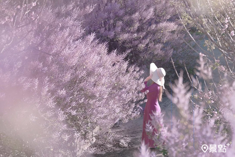 粉紫麝香木花海唯美盛開！毛茸茸花境春日打卡必賞