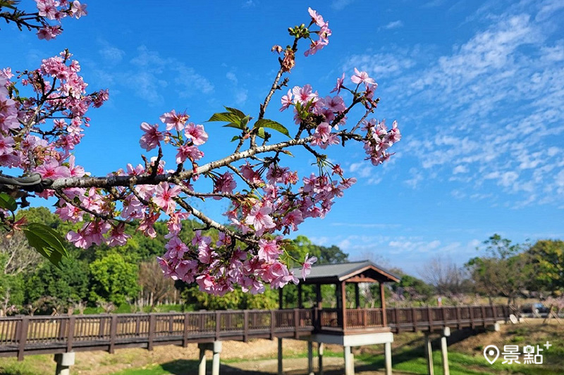 台南山上花園水道博物館櫻花盛開