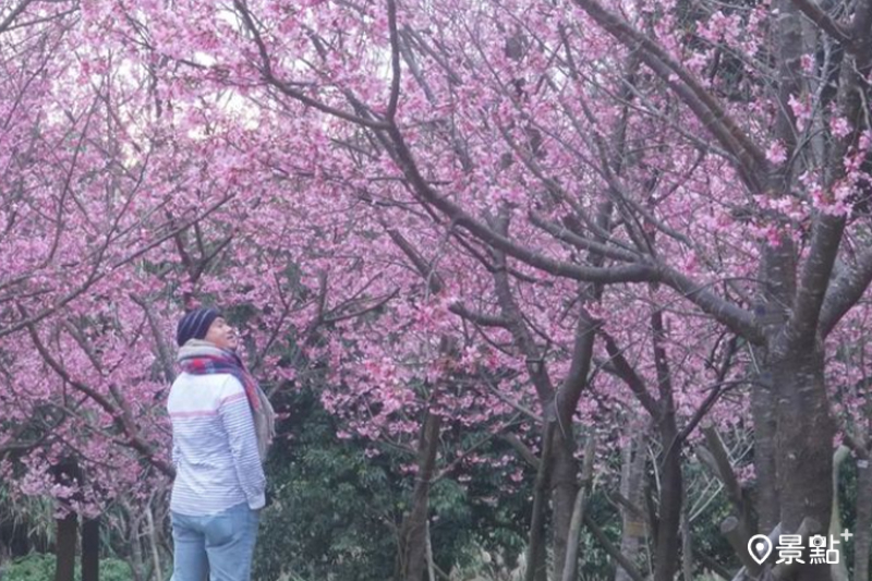 住六公園內的櫻花林正滿開，為公園的草坪披上一層夢幻的粉色花毯。(圖／chih07090616，以下同）