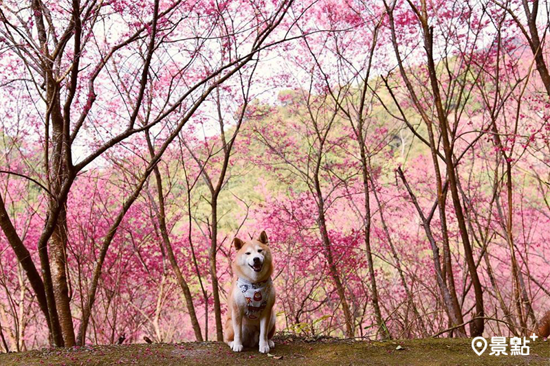 佛慈山靜觀精舍櫻花海正滿開，超夢幻的粉色花景免費就能入園拍攝！(圖／momo201438 ）
