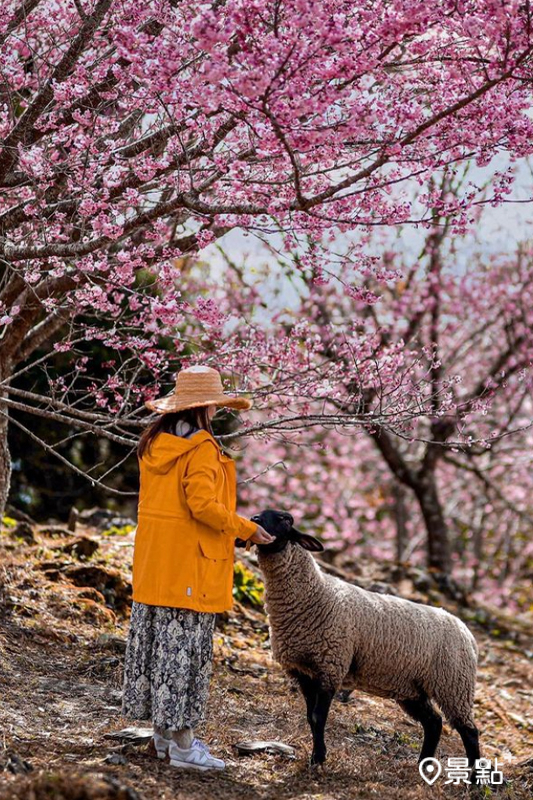 壯闊的高山景觀被櫻花染紅，還有綿羊在一旁入鏡。 (圖／taiwan.4fun)
