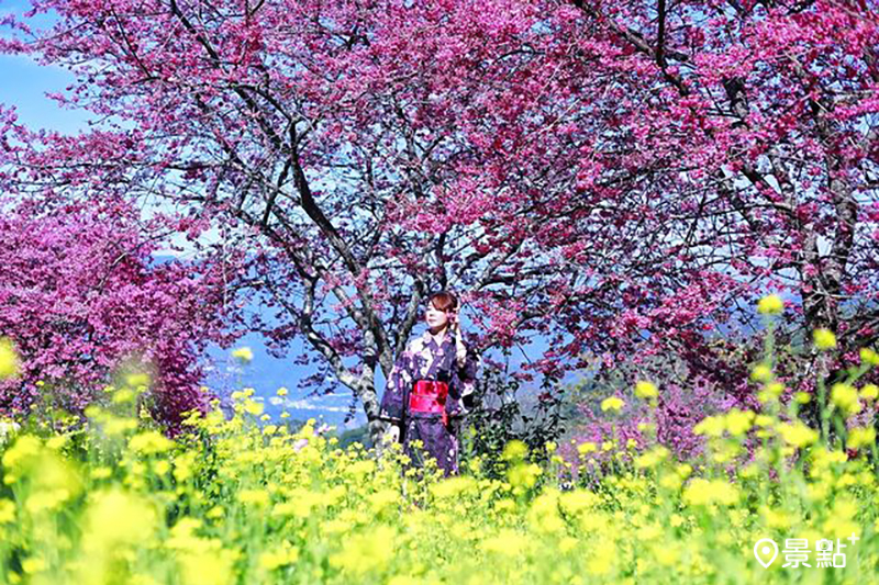 阿本農場櫻花與油菜花盛開，產生美麗的雙色對比效果。（圖／hychieh0901）