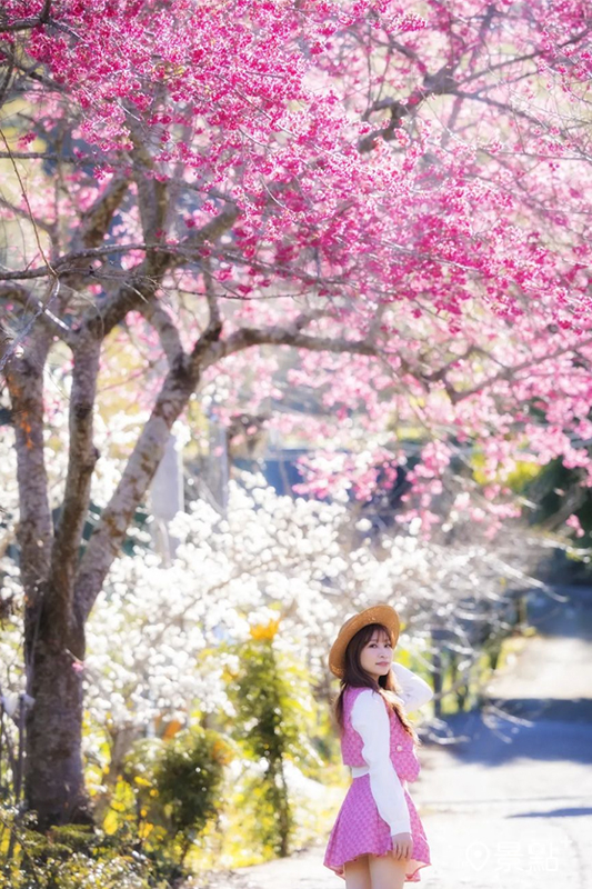 草坪頭櫻花季於即日起至3月5日開跑。(圖／apple690523）
