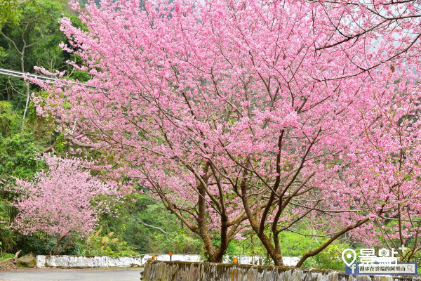 阿里山櫻花季。 (圖／漫步在雲端的阿里山)