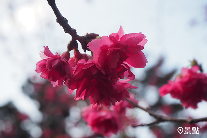 八重櫻。（圖 / 景點+ 張盈盈）