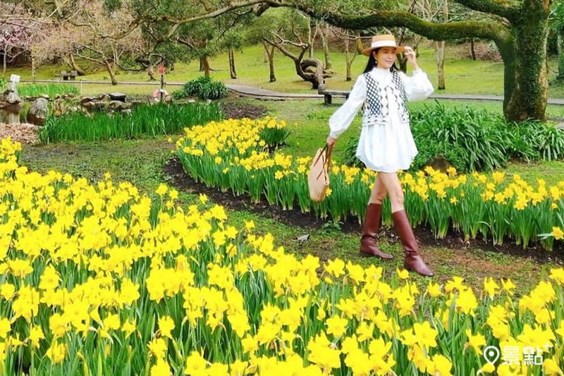 湖山綠地公園內的水仙花陸續盛開，彷彿為公園披上一層金黃花毯。(圖／lilli.ankuo，以下同）