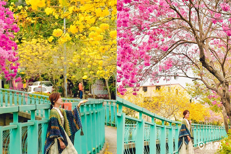 位於南投福崗路一段上的風鈴木大道，粉紅、黃花雙色花海正滿開！(圖／an700328，以下同）